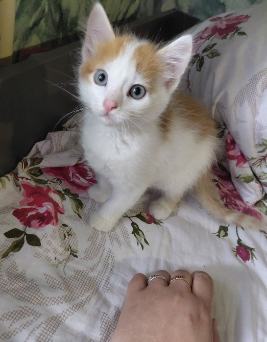 🐾 Маленькі янголятка-кошенята шукають люблячу родину 💕 Киев - изображение 6