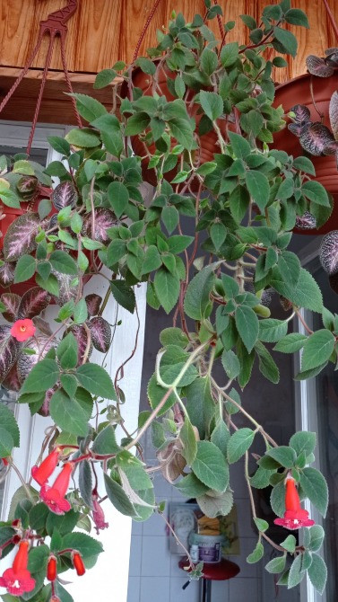 Колерия astarte цветущая с горшком Киев - изображение 7