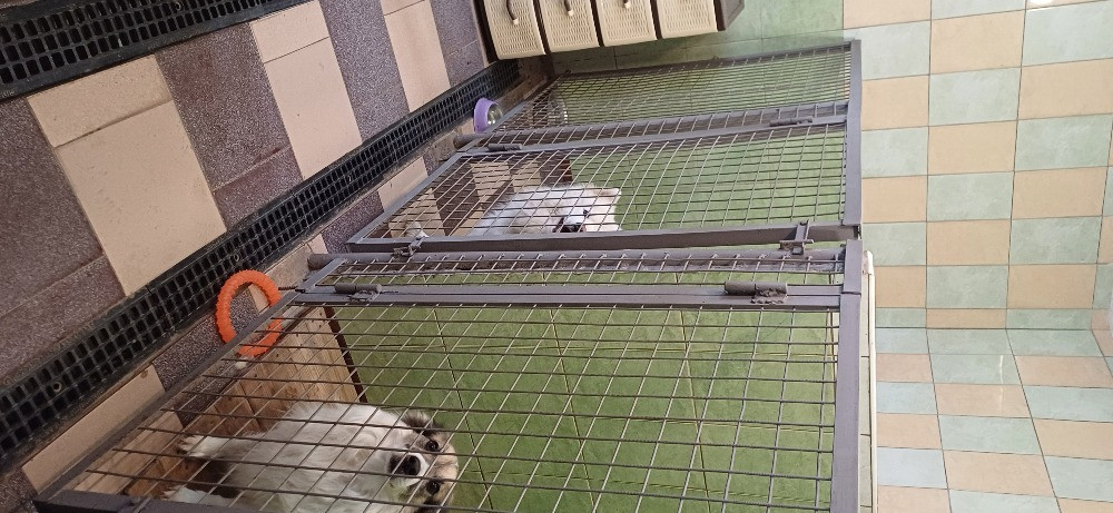 Готель ПЕС для собак та котів в Києві Киев - изображение 14