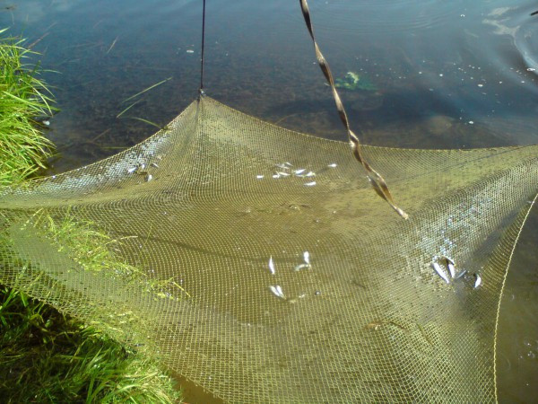 Паук-малявочник Чернівці - зображення 3