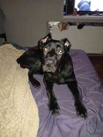 Продам собаку породи кане-корсо дівчинка 7 місяців Ужгород