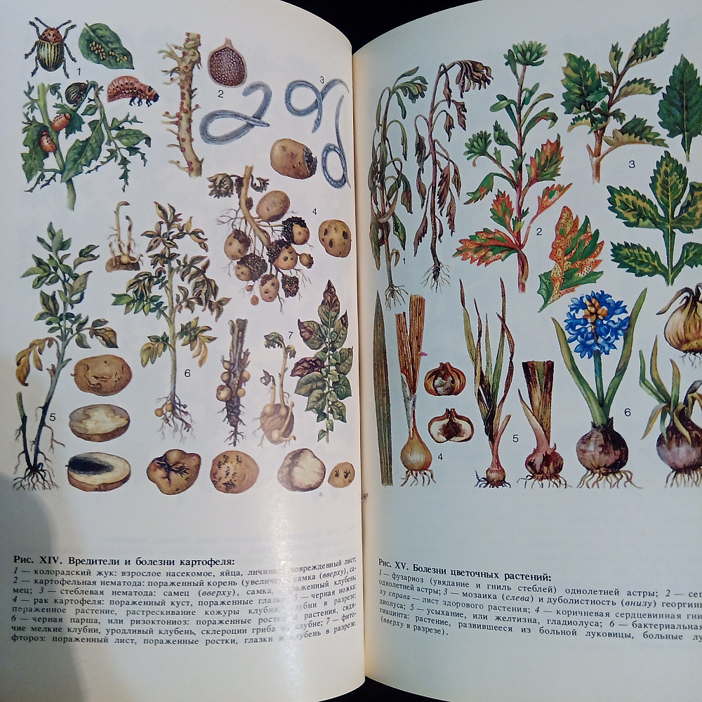 Сад без химии. Защита растений от вредителей. Львов - изображение 4