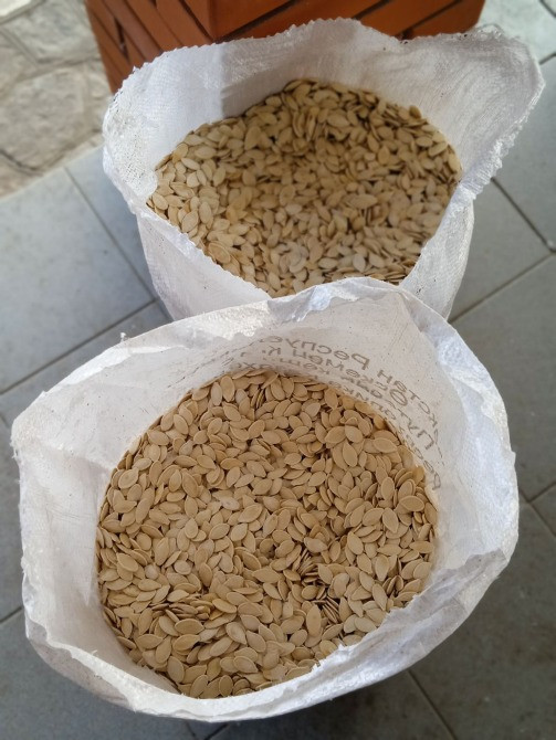 Тыквенные семена (посевные) Кременчук - зображення 3