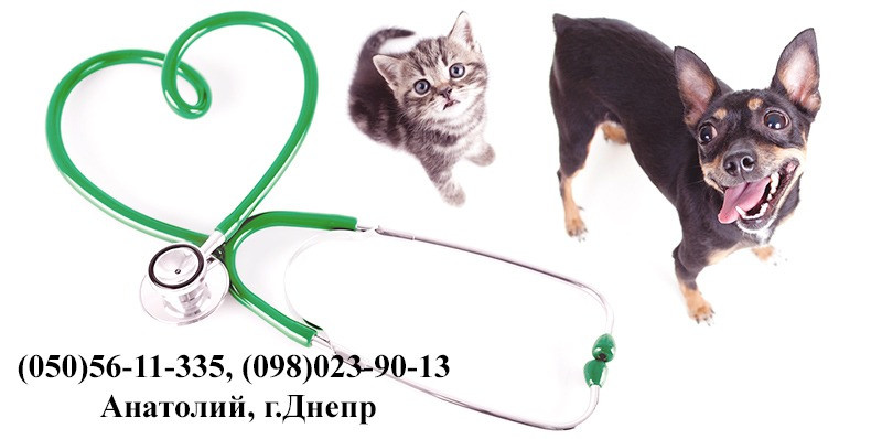 Вызов ветеринара на дом Днепр Кастрация, Стерилизация Днепр - изображение 1