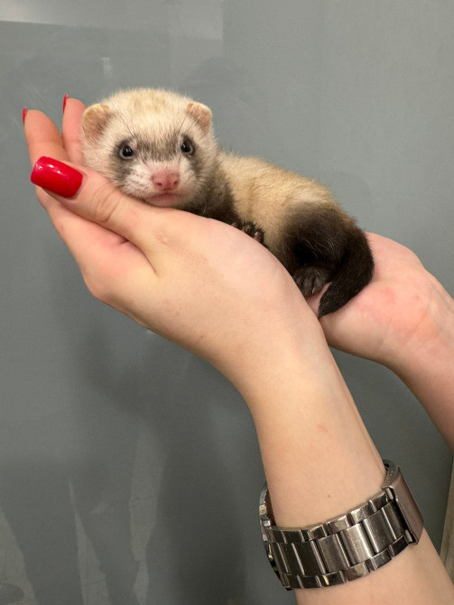 Декоративний тхір Київ - зображення 3