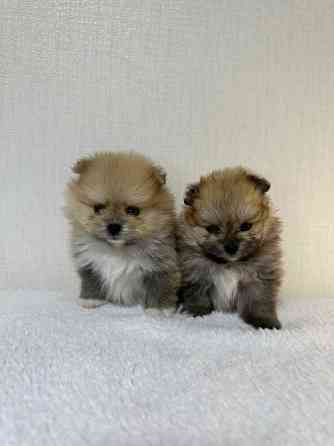 Міні шпіци Київ