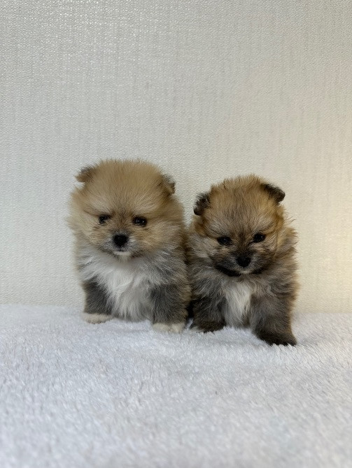 Міні шпіци Київ - зображення 4