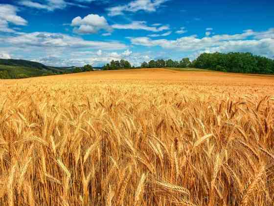 Купуємо зерновідходи, некондицію та побічні продукти Київ