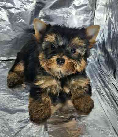 Щенки йоркширского терьера от великолепных родителей !!! Одесса