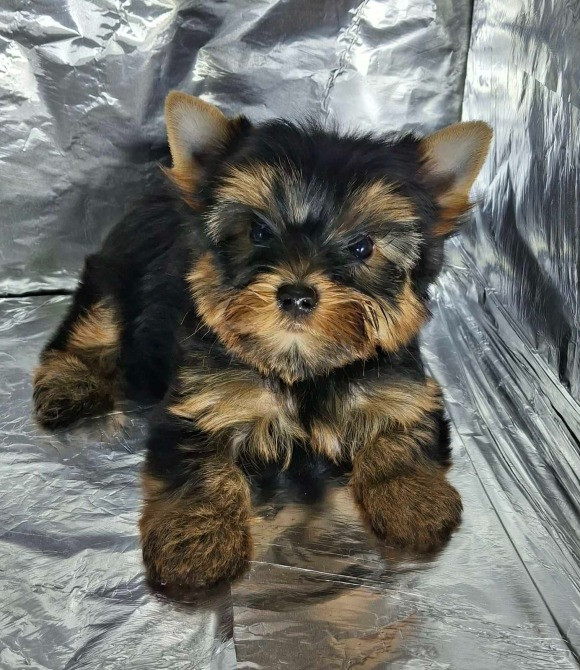 Щенки йоркширского терьера от великолепных родителей !!! Одесса - изображение 3