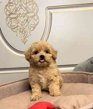 Мальтіпу міні Киев