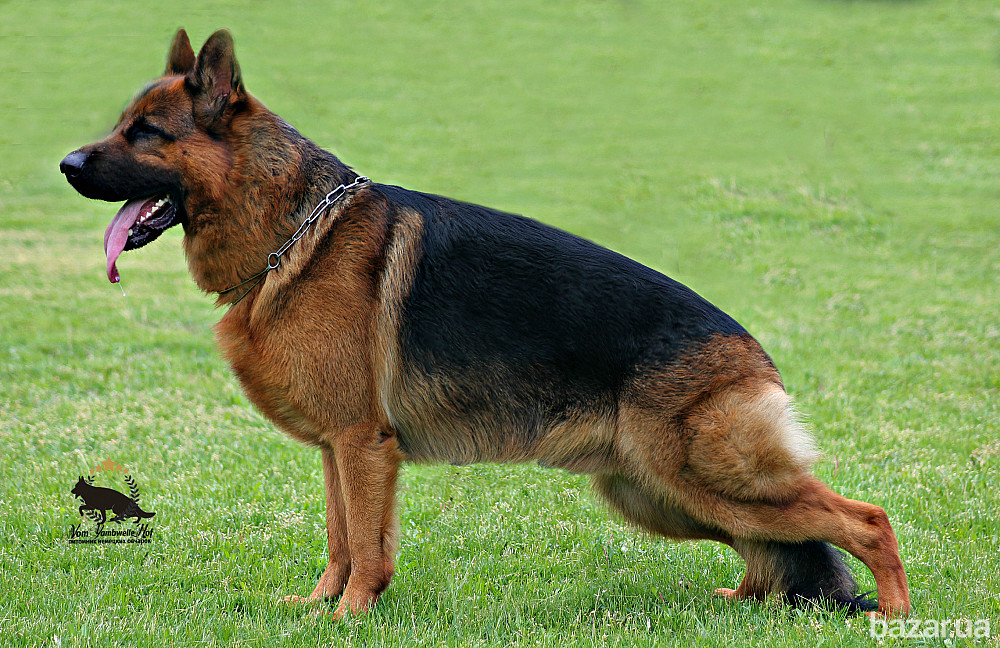 Німецька вівчарки. Розплідник. Кобелі та суки. Київ - зображення 6