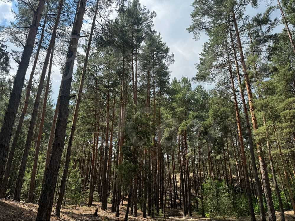 продажа участок под жилую застройку Бориспольский, Процев, 88000 $  - зображення 3