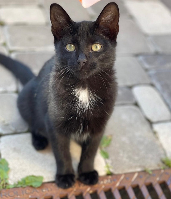 Кошеня шукає дім Київ - зображення 1