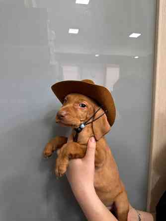 Цуценята угорської вижли Киев