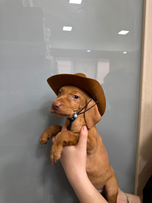 Цуценята угорської вижли Київ - зображення 1