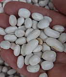 Біла квасоля на переробку куплю Полтава