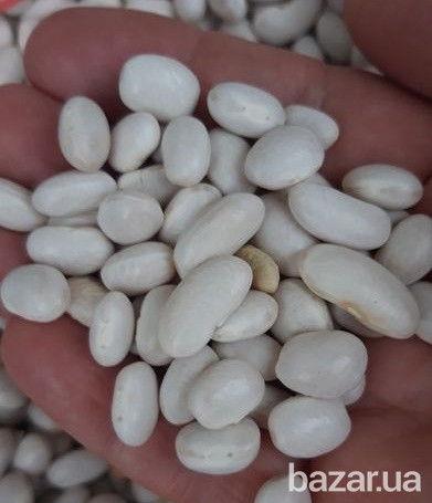 Біла квасоля на переробку куплю Полтава - зображення 1
