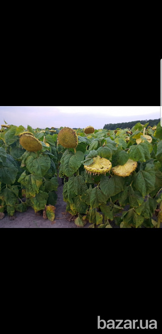 семена подсолнечника Аракар, Лимит, Флорими. 7+ Заразиха + видео Миколаїв - зображення 5