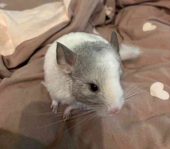 Продам домашних питомцев Одеса