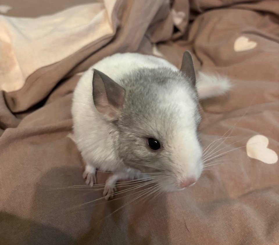 Продам домашних питомцев Одеса - зображення 3