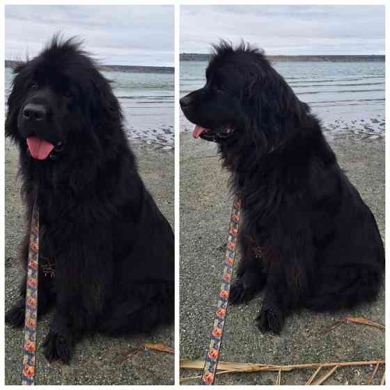 Ньюфаундленд цуценята КСУ- FCI Херсон