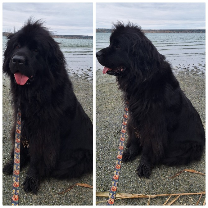 Ньюфаундленд цуценята КСУ- FCI Херсон - зображення 4