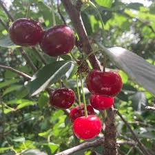 Продам саджанці вищень Сквира - зображення 6