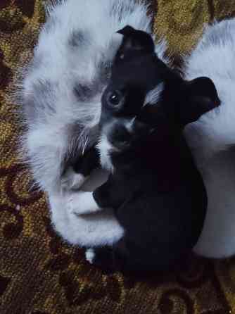 Продам хлопчика чихуахуа Ровно