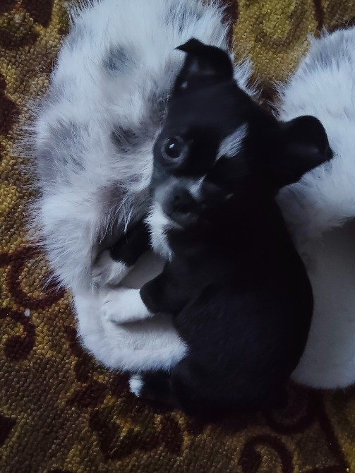 Продам хлопчика чихуахуа Ровно - изображение 2