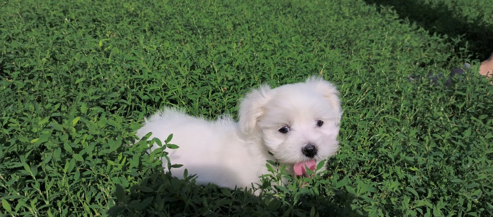 продам мальтійських болонок Ивано-Франковск - изображение 5