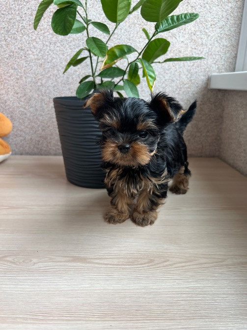 Цуценята міні йорки Житомир - изображение 5