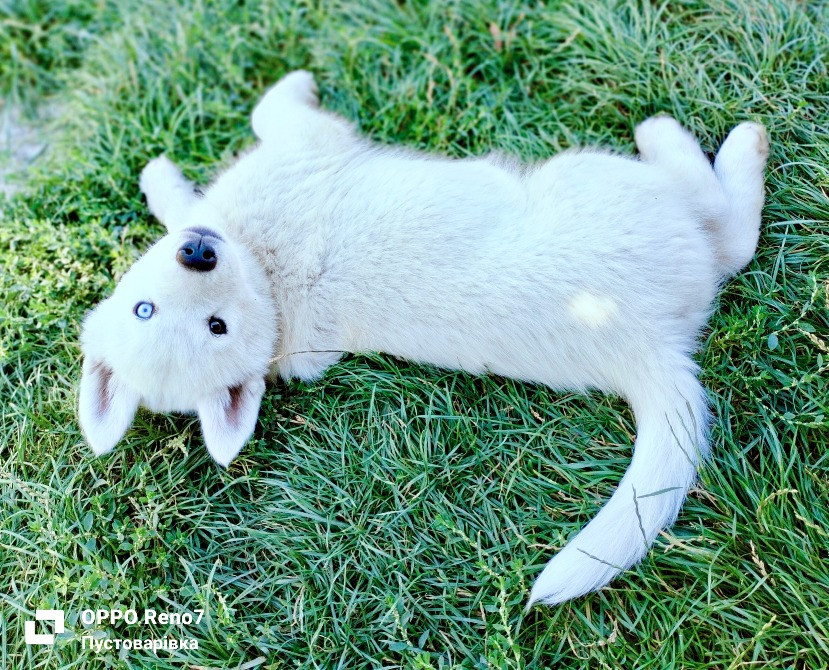 Продаються цуценята породи хаскі Белая Церковь - изображение 4