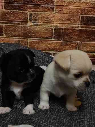 Продам дівчинку чихуахуа Ровно