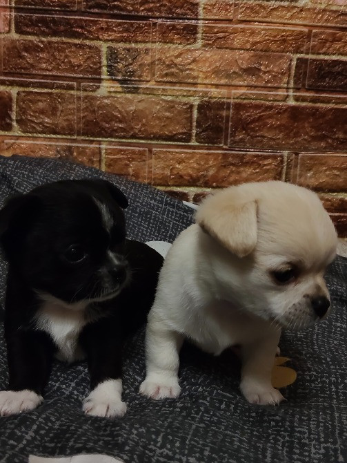 Продам дівчинку чихуахуа Ровно - изображение 2