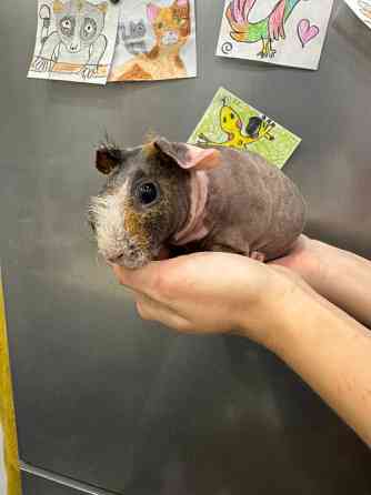 Малюки морські свинки Київ