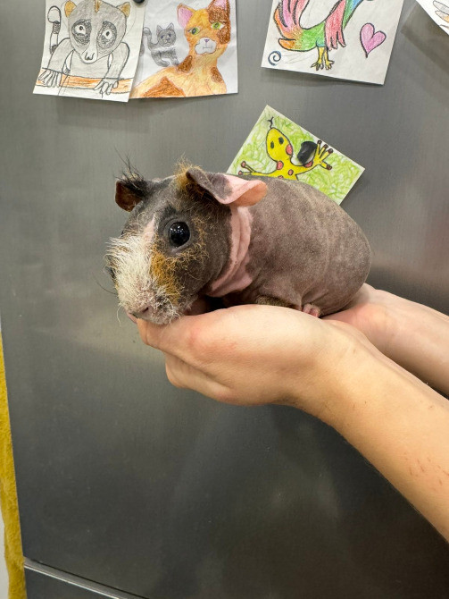 Малюки морські свинки Київ - зображення 3