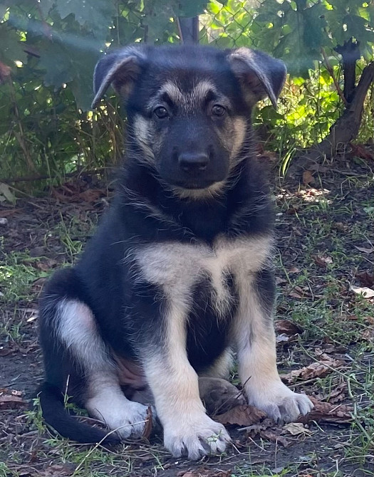 Продам щенков ВЕО Восточно европейской овчарки Одеса - зображення 1