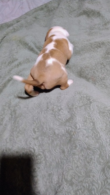 Цуцики американського стаффорширського тер'єра недорого Запорожье - изображение 11