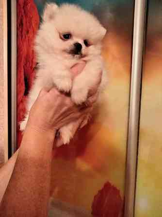 Шпиц померанский мини Кам'янець-Подільський