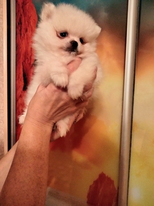 Шпиц померанский мини Кам'янець-Подільський - зображення 2