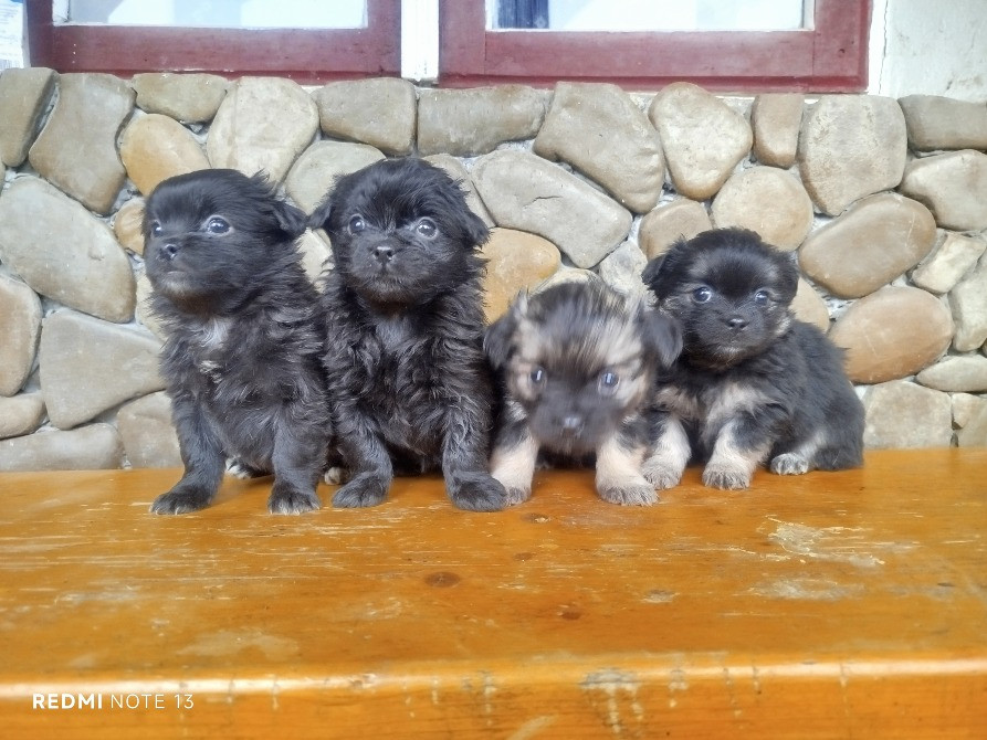 Цуценята пекінеса Снятин - зображення 3