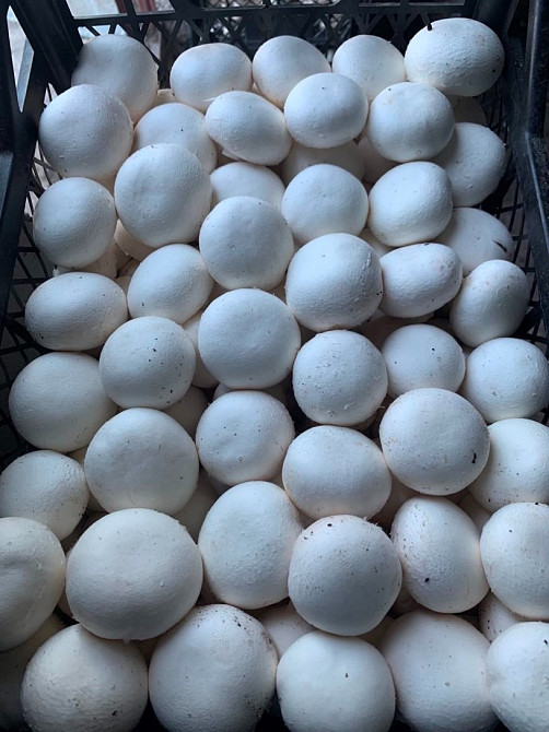 Шампіньйони, печериці, гриби. Оптом, Самовивіз Чернігів - зображення 2