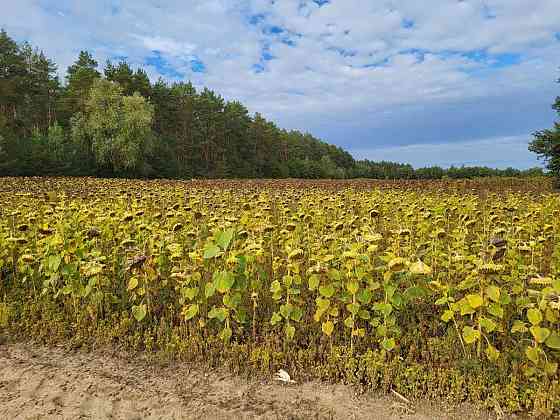 продажа земля сельскохозяйственного назначения Бориспольский, Вороньков, 958800 грн. 