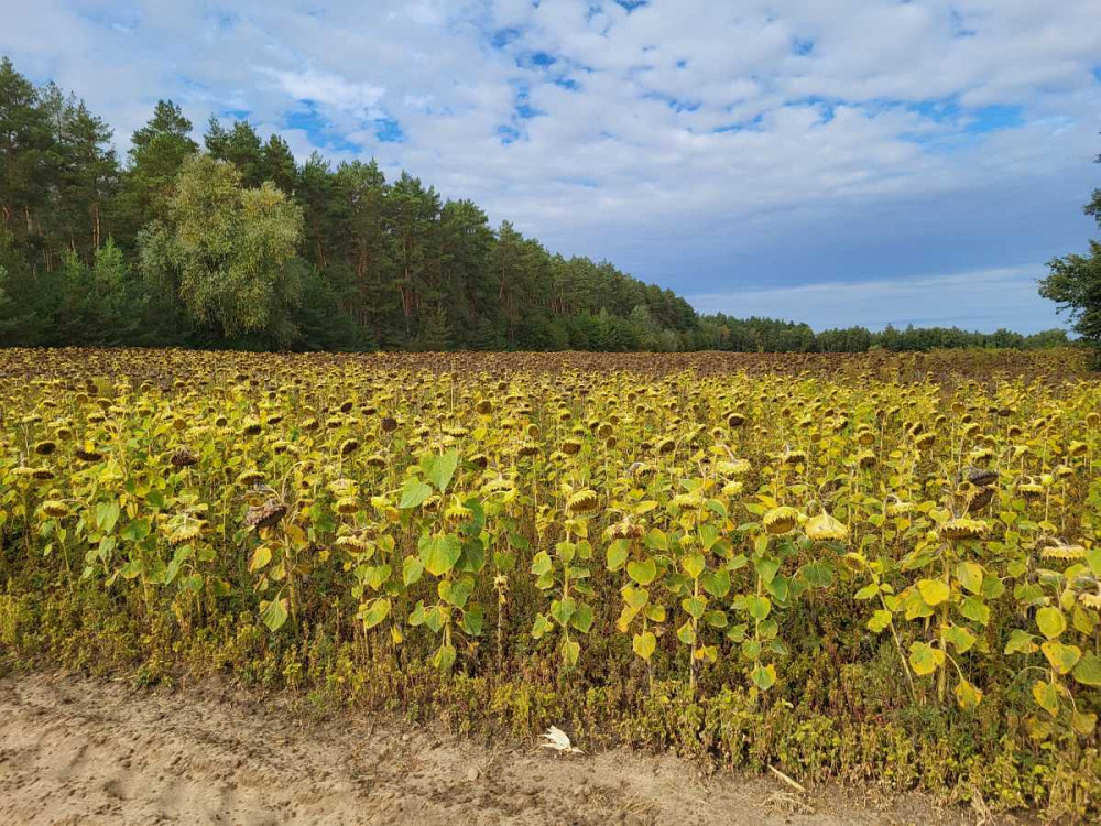 продажа земля сельскохозяйственного назначения Бориспольский, Вороньков, 958800 грн.  - изображение 2
