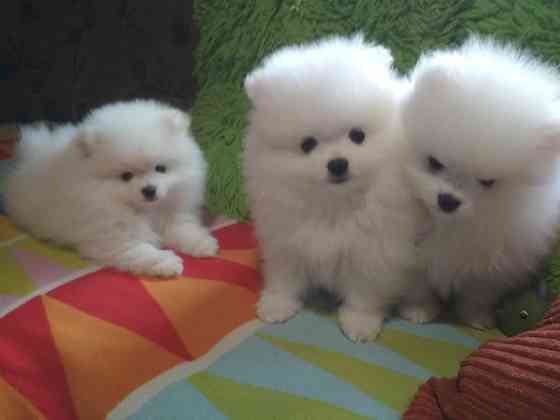 Продають щенят (2 дівчинки та хлопчик) маленький шпіц Яготин