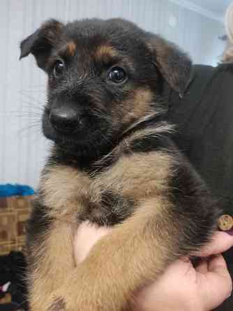 Продам цуценят німецької вівчарки, дівчатка. Луцьк