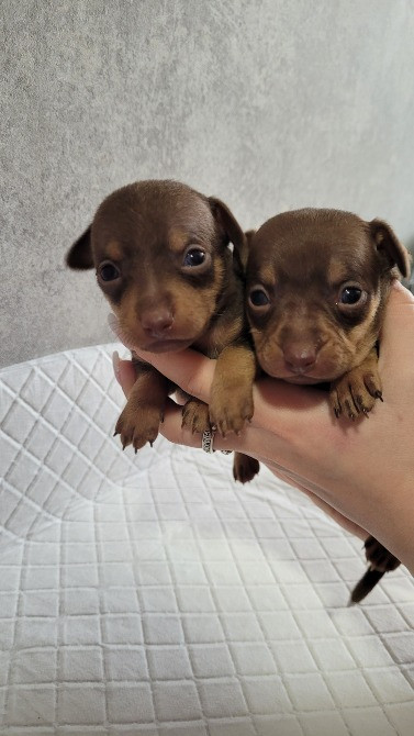 Той те'рєр щеннята Львів - зображення 10