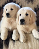 Цуценята золотистого ретрівера Ot Bahur Київ