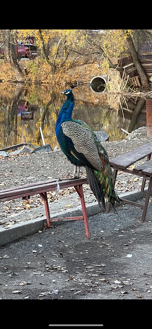 Продається готовий бізнес кафе, на березі р.Дніпро. Днепр - изображение 7